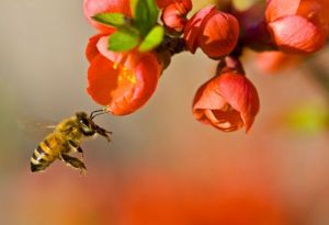 A bee landing on a flower 