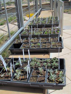 Plant trays outside in the subnshine