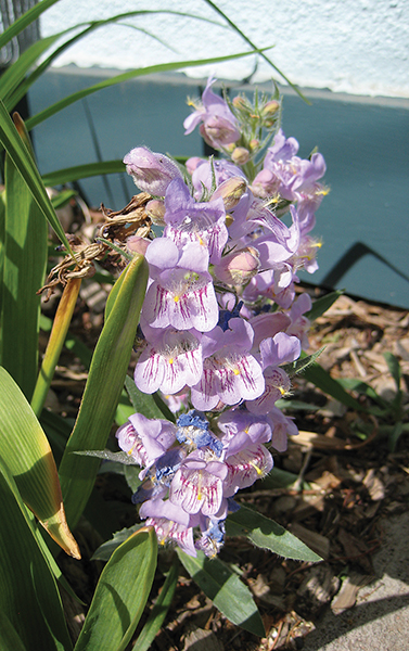 photo of a fuzzy pink Penstemon