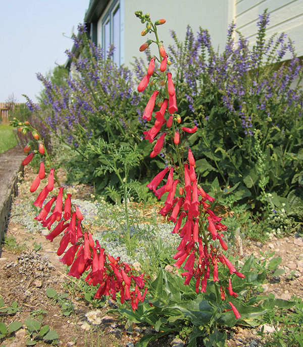 A photo of a flowering firecracker penstemon 