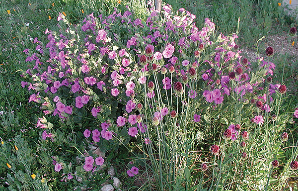 Photo of a blooming purple Colorado 4 O'CLOCK 