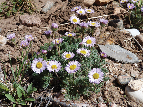 image of a purple cut leaf daisies 