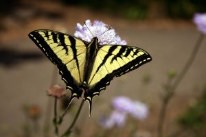 Swallowtail butterfly on a purple flower