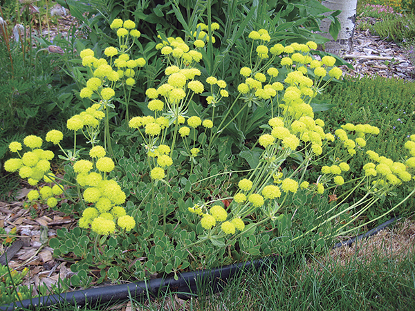 A photo of a sulfur buckwheat plant 