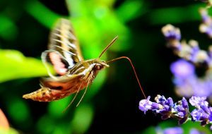 A hummingbird moth approaching a purple flower 