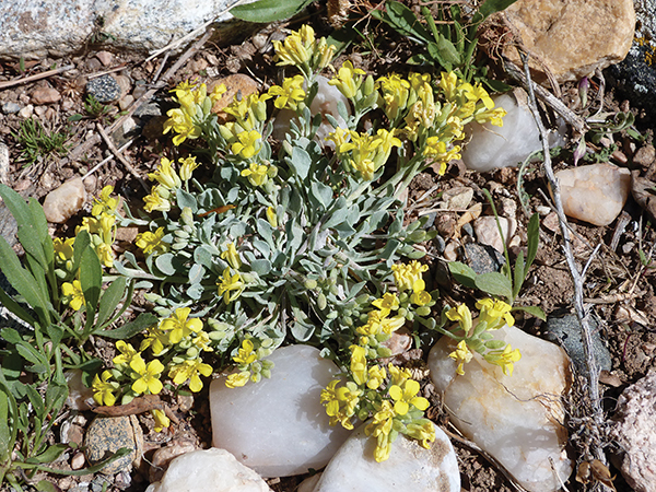 picture of a blooming sharp-leaf twinpod 