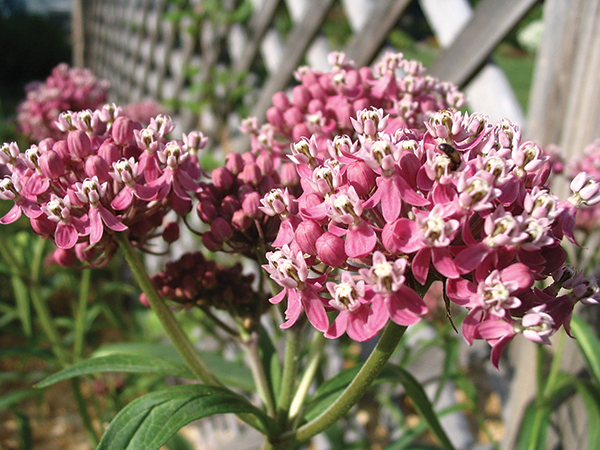 Photo of swamp milkweed in bloom 