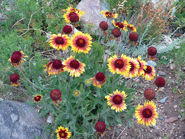 A group of Blanket flowers in bloom 