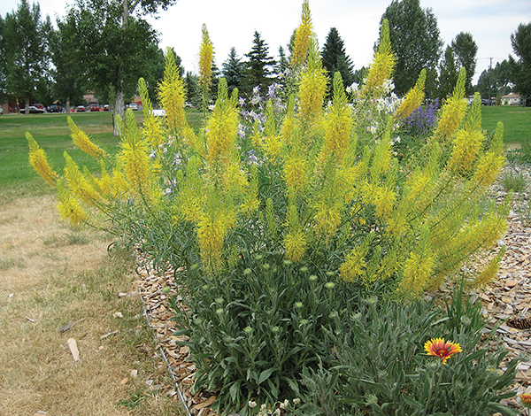  A photo of a desert plume 