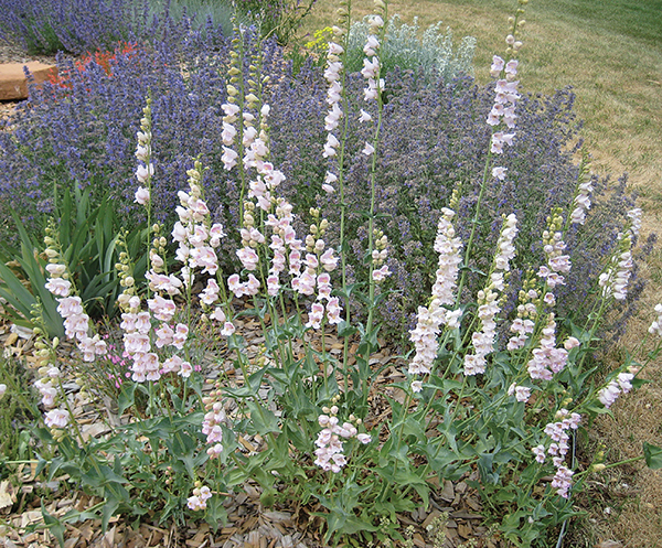 photo of a palmer penstemon 