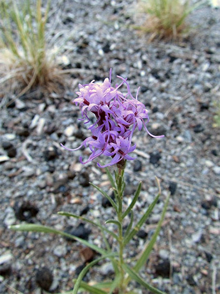  A photo of a lone blooming blazing dotted star 